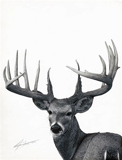 Trophy Buck - Graphite Pencil Drawing by Julio Lucas :: Behance