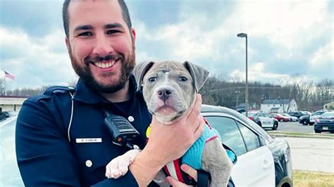 Un Chiot Errant Et Bless A T Retrouv Par Un Policier Et Cette