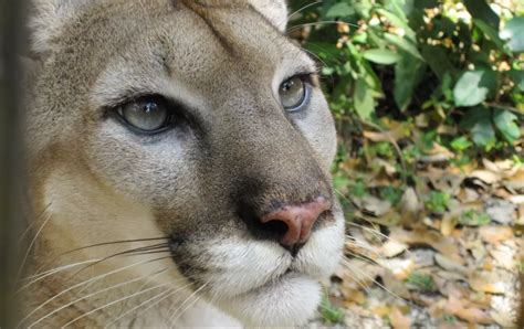 The Belize Zoo: its history and impact today