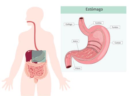 Todo Sobre Las Hernias De Hiato Causas S Ntomas Y Tratamiento