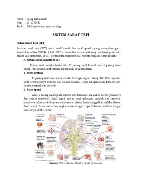 Sistem Saraf Tepi | PDF