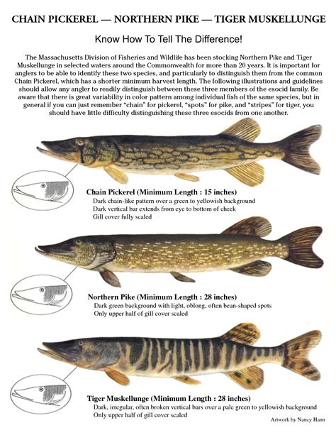 Identification Poster of Tiger Muskie Northern Pike and Chain Pickerel ...