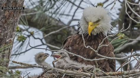 baby bald eagles sibling rivalry  full display youtube