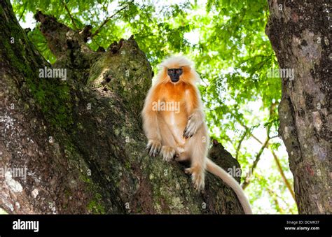 Trachypithecus geei gee's golden langur hi-res stock photography and ...