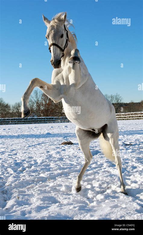 rearing horse front