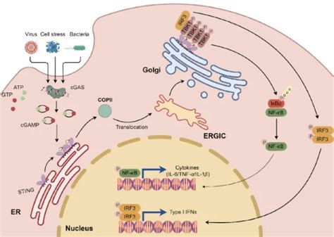 Nano Res Cgas Sting X Mol