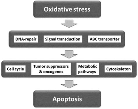 Frontiers Multifactorial Modes Of Action Of Arsenic Trioxide In