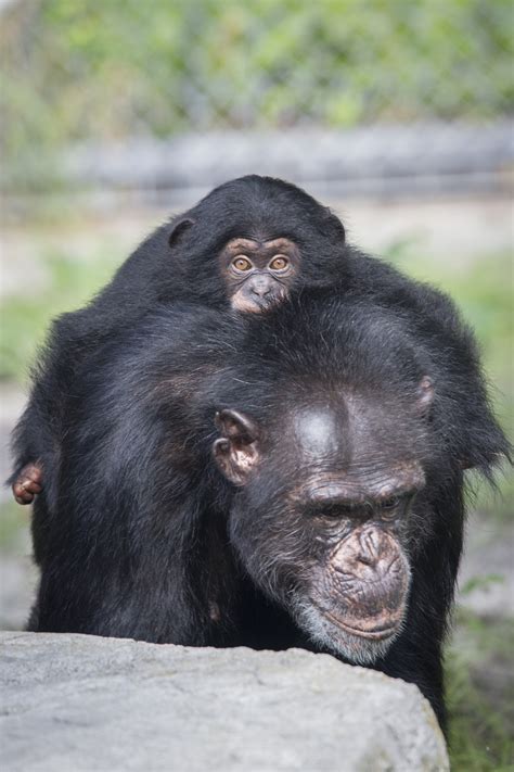 Baby chimp from Baltimore meets surrogate chimp mom - Baltimore Sun