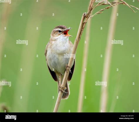 Sedge Warbler Acrocephalus Schoenobaenus Male Singing Giethoorn