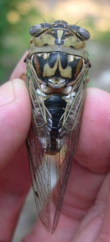 Central Texas Cicadas - Photos and Info