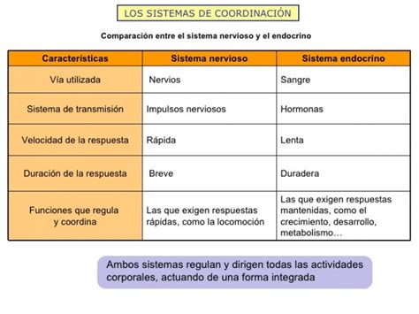 Cuadros Comparativos Entre Sistema Nervioso Y Endocrino Cuadro