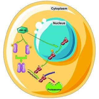 The Detailed Mechanism Of How Fbxo4 Mediates The Ubiquitylation And