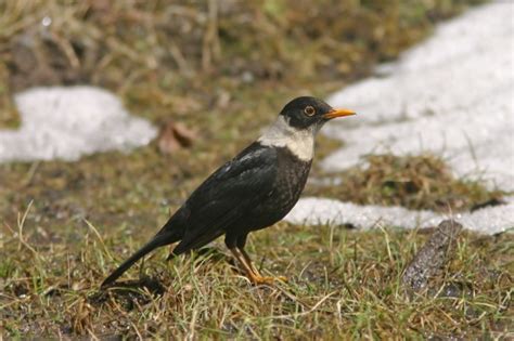 White-collared Blackbird - BirdForum Opus | BirdForum