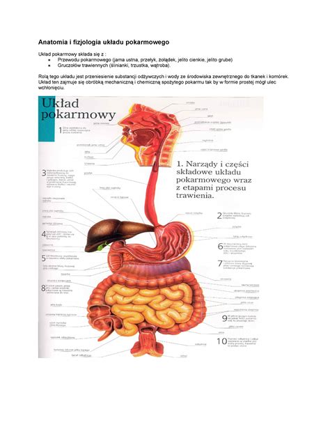 Anatomia I Fizjologia Uk Adu Pokarmowego Anatomia I Fizjologia