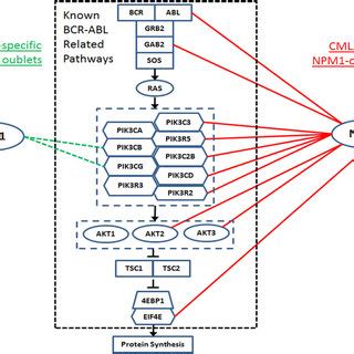 BCR ABL Related MAPK And PI3K AKT Pathways And Their Co Expression With