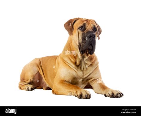 South African Boerboel Size