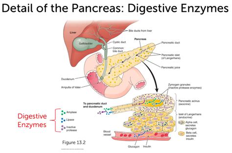 Solved Identify The Digestive Enzymes That Are Produced By