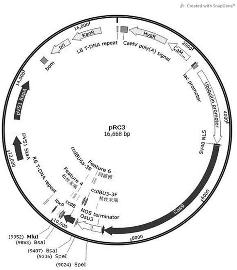 Crispr Cas