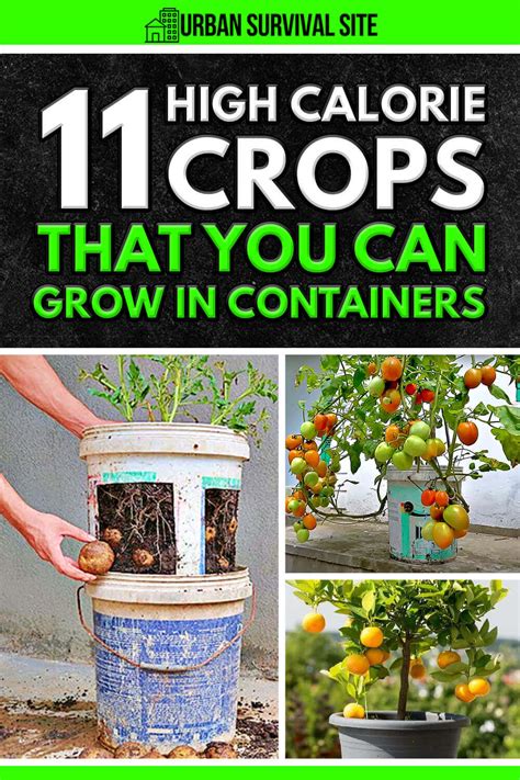 11 High-Calorie Crops You Can Grow in Containers