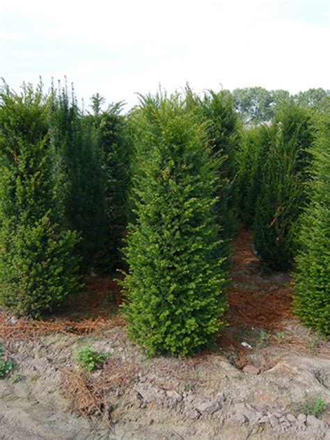 Taxus Baccata Heimische Eibe Cm Mit Ballierung G Nstig Kaufen