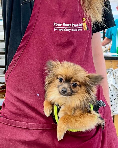 Four Your Paws Only | North Conway NH