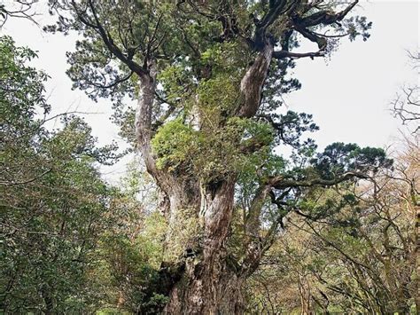 Planta Japonesa Esp Cies Para Voc Conhecer E Cultivar