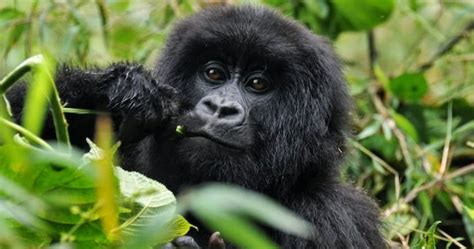 10 Days Congo Gorilla Trekking Safari Gorilla Trekkin In Congo