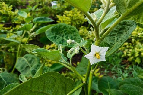 Eggplant flowers that are growing in the garden 1862655 Stock Photo at ...