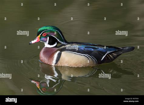 North American Ducks Hi Res Stock Photography And Images Alamy