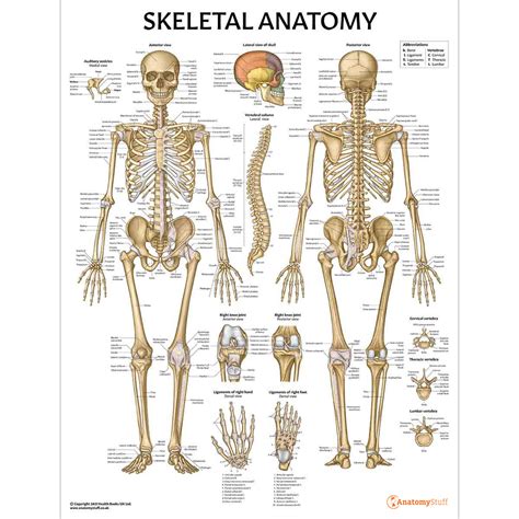 Skeletal System With Labeled Parts