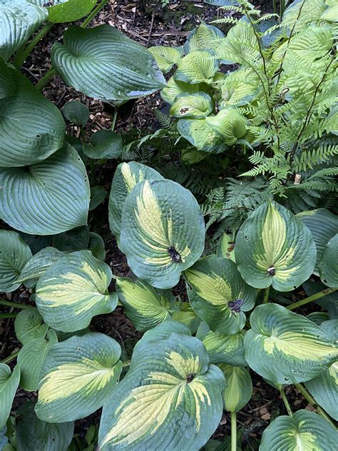 Which version of Great Expectations do you have? : r/Hosta