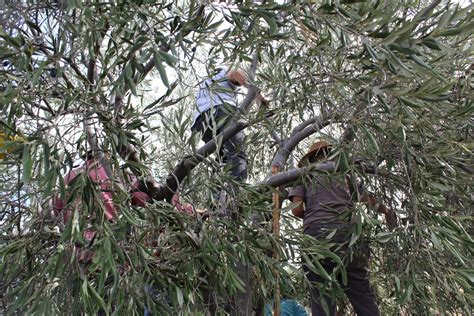 1.harvesting in tree3 - Condor's Hope