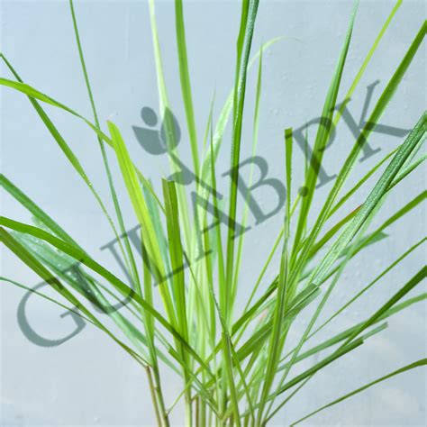 Lemon Grass Plant | Herb Plant | Gulab.pk