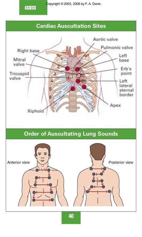 Auscultation Of Lungs Sounds Lung Sounds Nursing School Essential