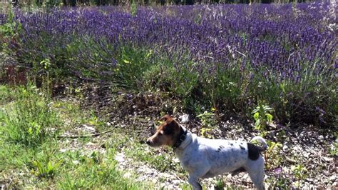 Ein Sommer In Der Provence YouTube