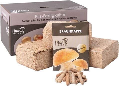 Hawlik Pilzbrut Das Original Braunkappen Waldgarten Pilzzucht