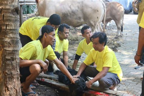 Golkar DKI Salurkan 53 Hewan Kurban Ke Masyarakat ANTARA News