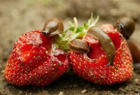 Comment Prot Ger Les Fraises Des Limaces M Thodes Colo