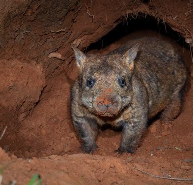 Caretakers For The Northern Hairy Nosed Wombat