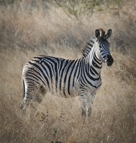 Zebra in the African Savannah Stock Photo - Image of lined, destination ...