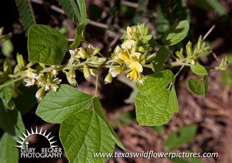 Texas Wildflower Identification Index Texas Wildflower Pictures And Identification By Gary