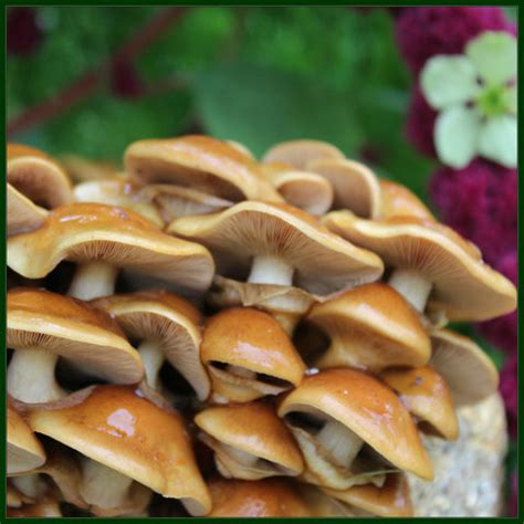 Nameko Mushroom – forestfungi