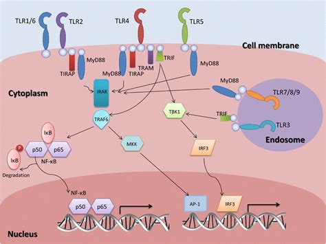 Signaling Pathway Of Toll Like Receptors Tlrs After Recognition Of