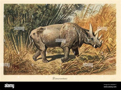 Eocene Epoch Animals