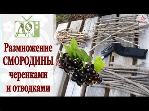 Как укоренить ЧЕРЕНКИ СМОРОДИНЫ. Размножаем ЧЁРНУЮ СМОРОДИНУ легко и ...