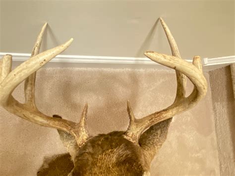 Whitetail 8-point Buck Shoulder Mount - Etsy