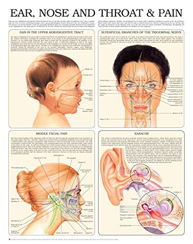 Ear Nose And Throat And Pain E Chart Full Illustrated English Edition