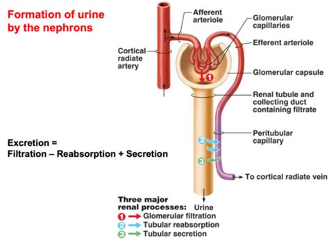 Renal Physiology 2 Tubular Function Flashcards Quizlet