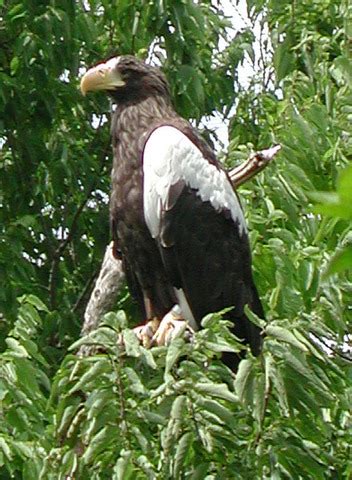 Adw Haliaeetus Pelagicus Pictures