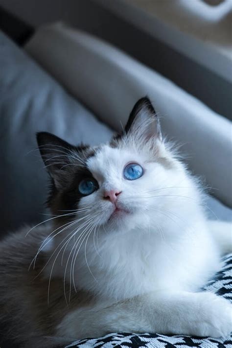 10 Cat Breeds With Blue Eyes Feline Mystic Beauty